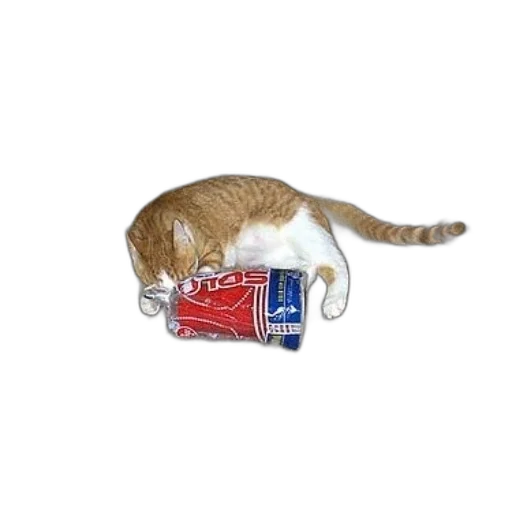 bottle, animal, food, creature transparent PNG cut-out