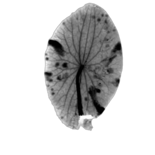 tree, flower, umbrella, crown transparent PNG cut-out