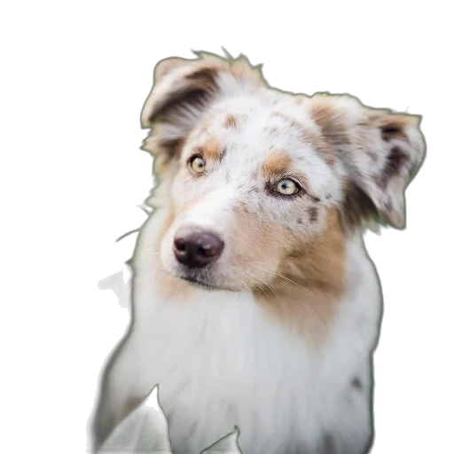 animal, staff, creature, face transparent PNG cut-out