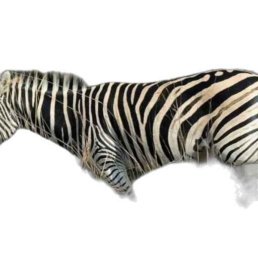 animal, creature, shoes, weapon transparent PNG cut-out