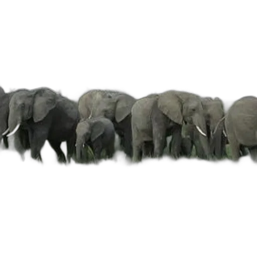 animal, staff, weapon, hair transparent PNG cut-out