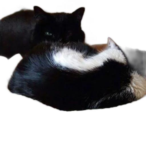 hat, animal, hair, crown transparent PNG cut-out