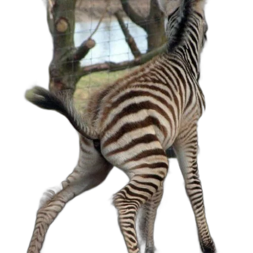 animal, creature, dragon, staff transparent PNG cut-out