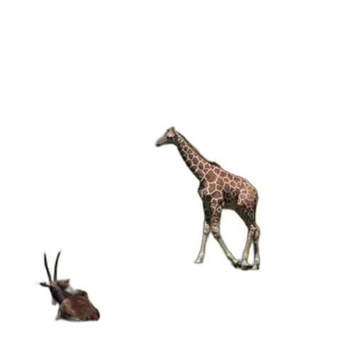 animal, creature, hat, furniture transparent PNG cut-out