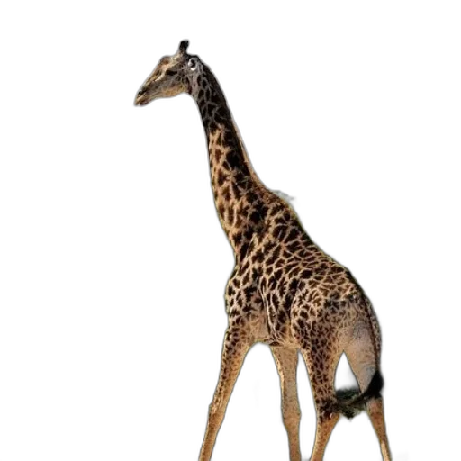 animal, creature, staff, dress transparent PNG cut-out
