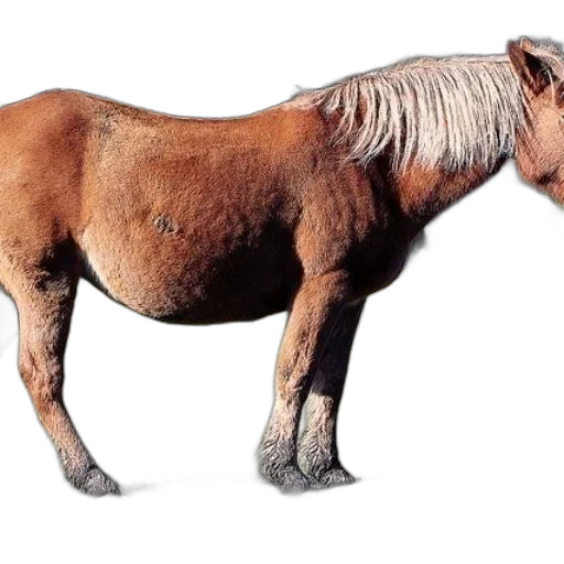 animal, creature, hair, dragon transparent PNG cut-out