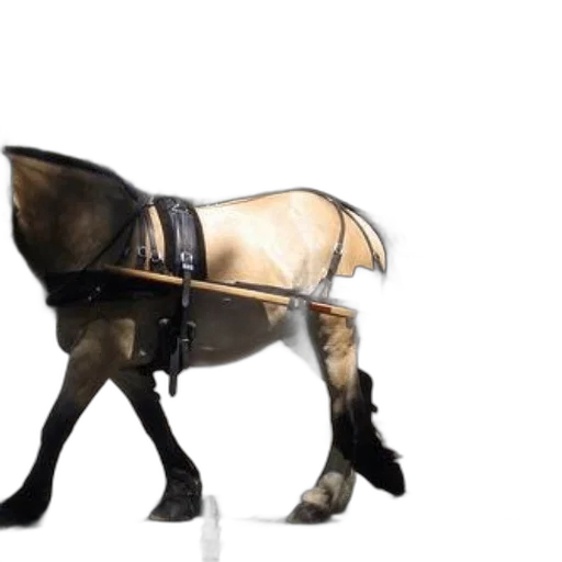animal, staff, weapon, hat transparent PNG cut-out