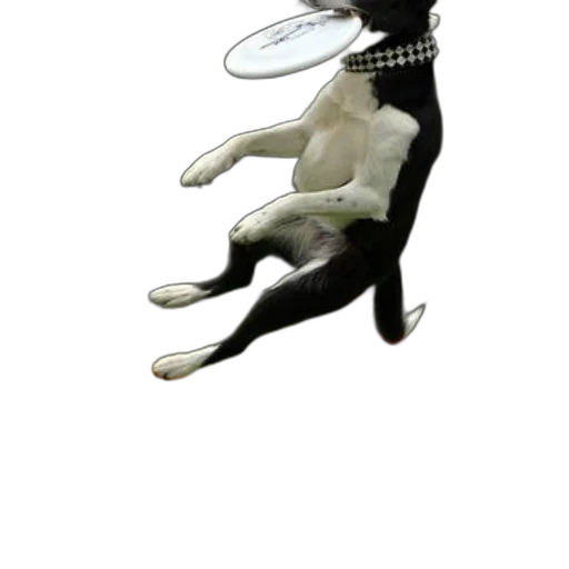 animal, hat, staff, creature transparent PNG cut-out