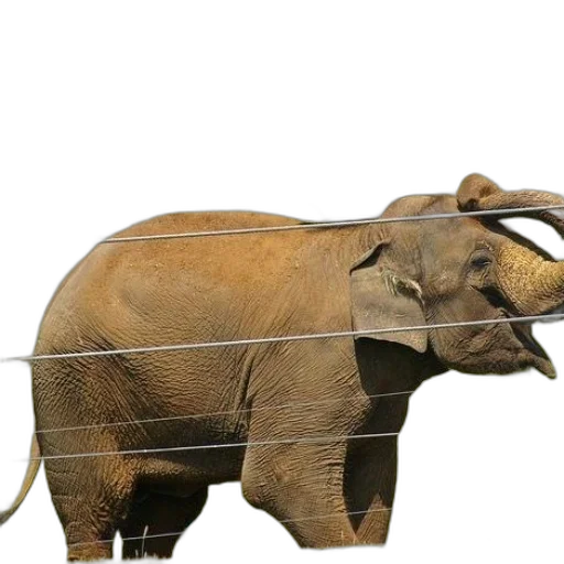 animal, creature, weapon, staff transparent PNG cut-out