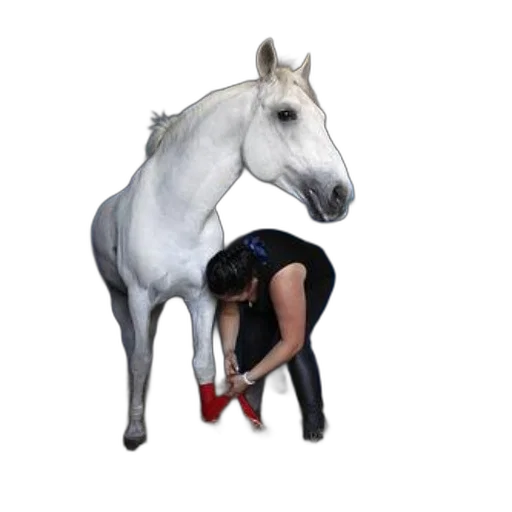 animal, shoes, staff, creature transparent PNG cut-out