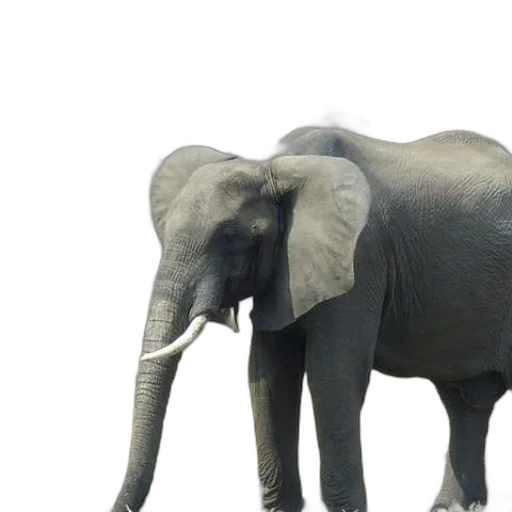 animal, creature, weapon, staff transparent PNG cut-out