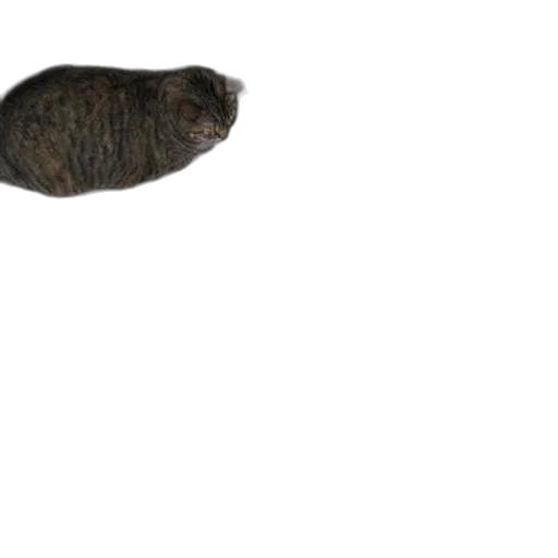 animal, creature, hair, hat transparent PNG cut-out