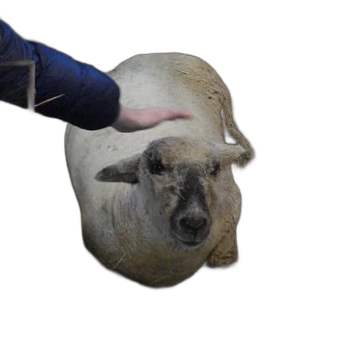 animal, mask, face, creature transparent PNG cut-out