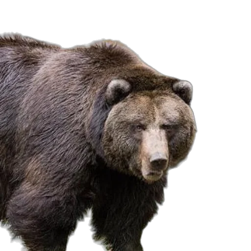animal, creature, photorealistic, grizzly transparent PNG cut-out