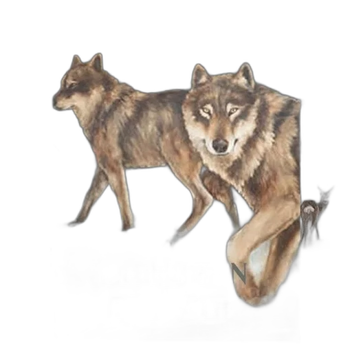animal, creature, watercolor, concept art transparent PNG cut-out