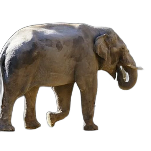 animal, creature, staff, jewelry transparent PNG cut-out