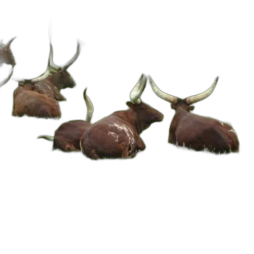 crown, animal, creature, food transparent PNG cut-out