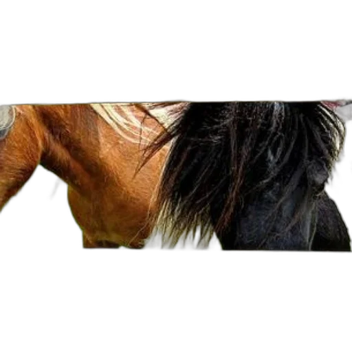 hair, animal, creature, mask transparent PNG cut-out
