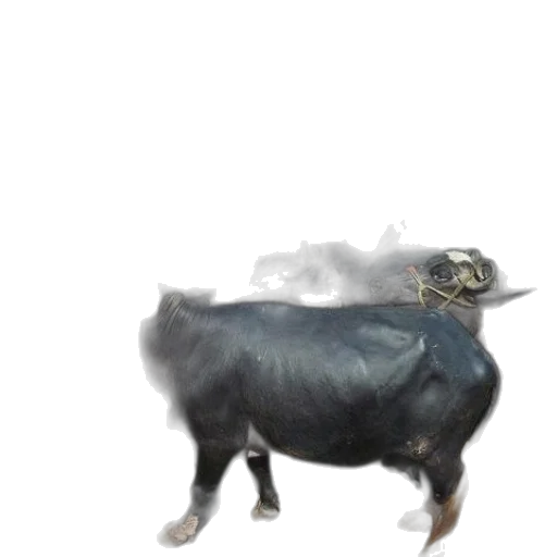 animal, dragon, creature, mask transparent PNG cut-out