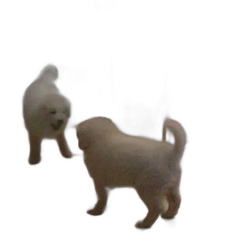 animal, creature, staff, jewelry transparent PNG cut-out