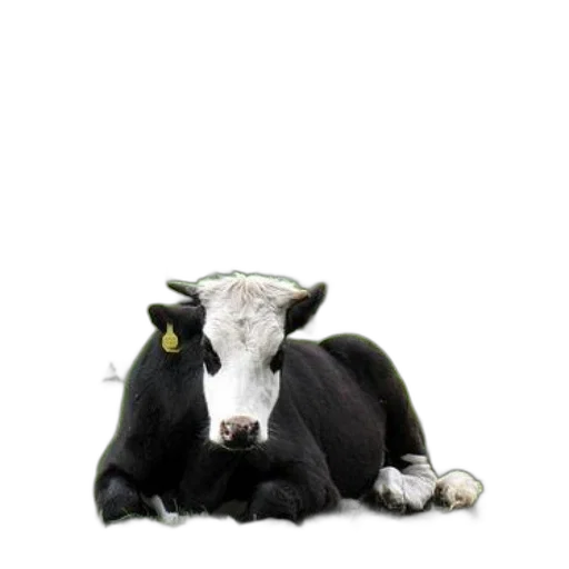 animal, creature, jewelry, food transparent PNG cut-out