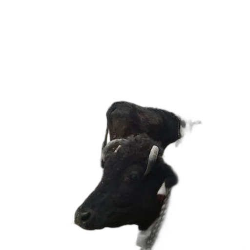 animal, creature, dragon, face transparent PNG cut-out