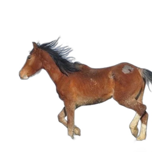 animal, creature, hair, staff transparent PNG cut-out
