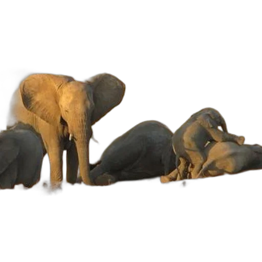 animal, concept art, 3d render, elephants transparent PNG cut-out