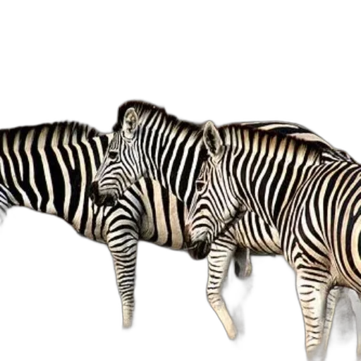 animal, creature, furniture, jewelry transparent PNG cut-out