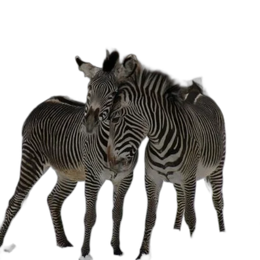 animal, creature, photorealistic, 3d render transparent PNG cut-out