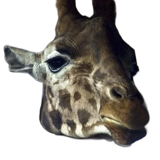 animal, face, mask, creature transparent PNG cut-out