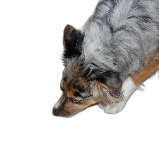 animal, creature, staff, hair transparent PNG cut-out