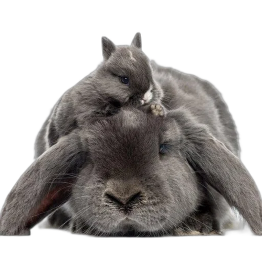 animal, hat, hair, crown transparent PNG cut-out