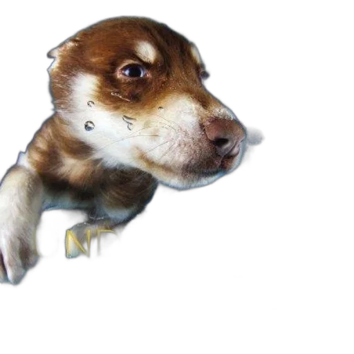 animal, creature, staff, face transparent PNG cut-out