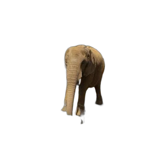 animal, creature, shoes, hat transparent PNG cut-out