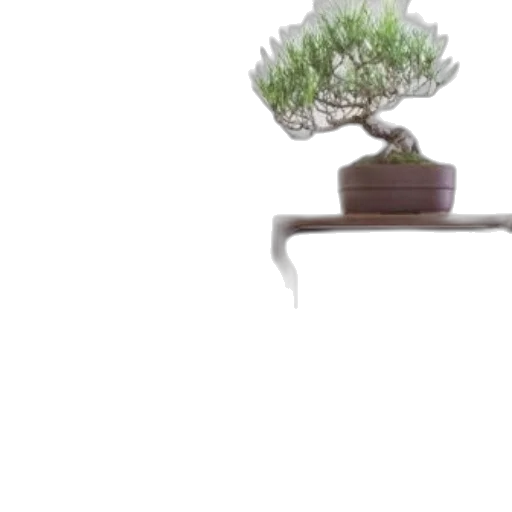 tree, furniture, hair, crown transparent PNG cut-out