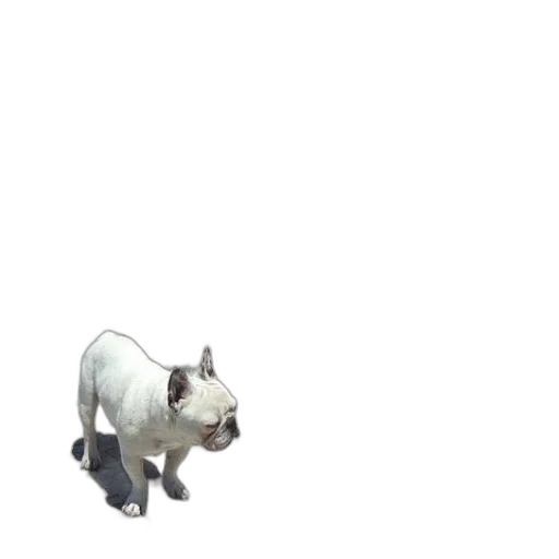 animal, creature, staff, dragon transparent PNG cut-out
