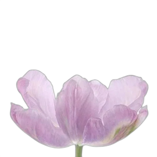 flower, crown, jewelry, hat transparent PNG cut-out