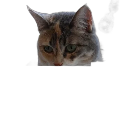 animal, face, staff, creature transparent PNG cut-out