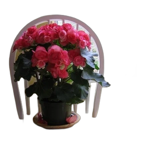 flower, crown, furniture, umbrella transparent PNG cut-out