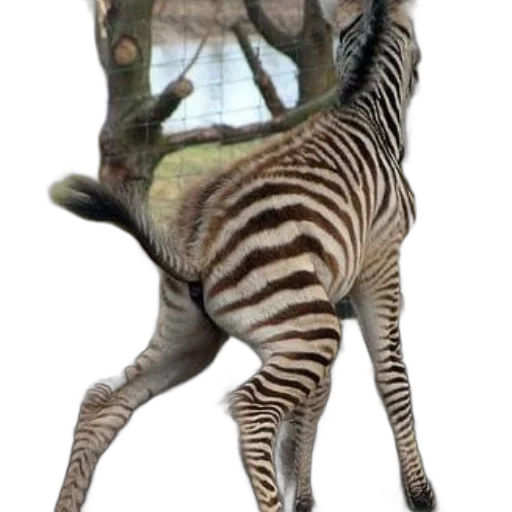 animal, creature, staff, dragon transparent PNG cut-out