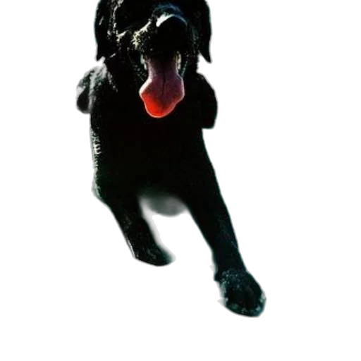 animal, staff, creature, weapon transparent PNG cut-out