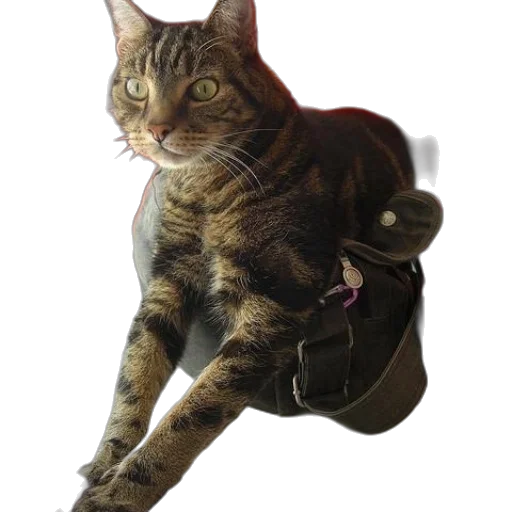 staff, animal, creature, jacket transparent PNG cut-out