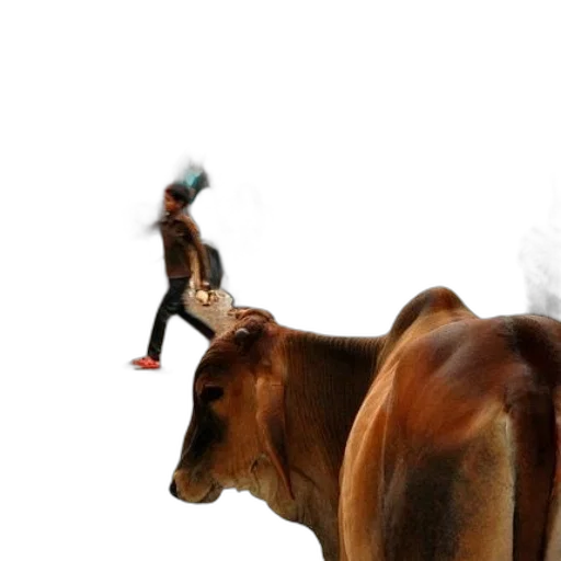 animal, hat, creature, weapon transparent PNG cut-out