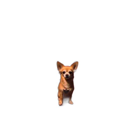 animal, staff, creature, face transparent PNG cut-out