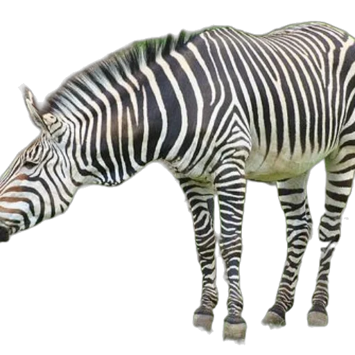 animal, creature, staff, weapon transparent PNG cut-out