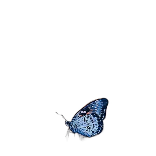animal, creature, umbrella, flower transparent PNG cut-out