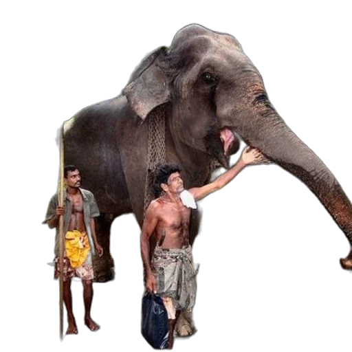 animal, creature, staff, umbrella transparent PNG cut-out