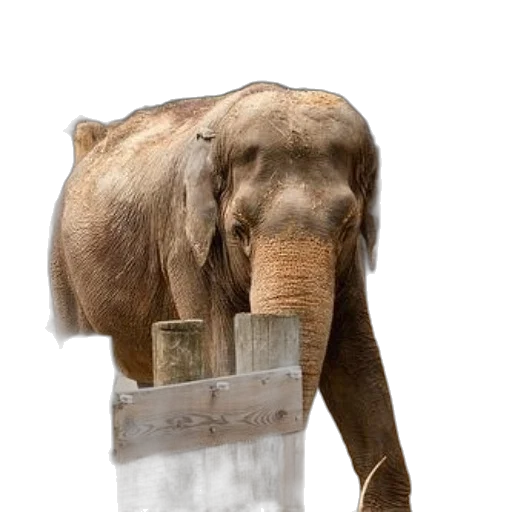 animal, staff, furniture, creature transparent PNG cut-out