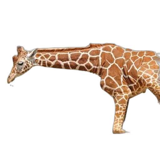 animal, creature, weapon, furniture transparent PNG cut-out